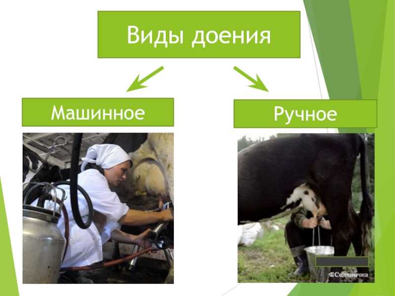Доение коров, основные правила и стандарты дойки | аграрный сектор