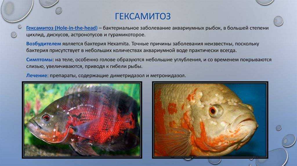 Болезни аквариумных рыб