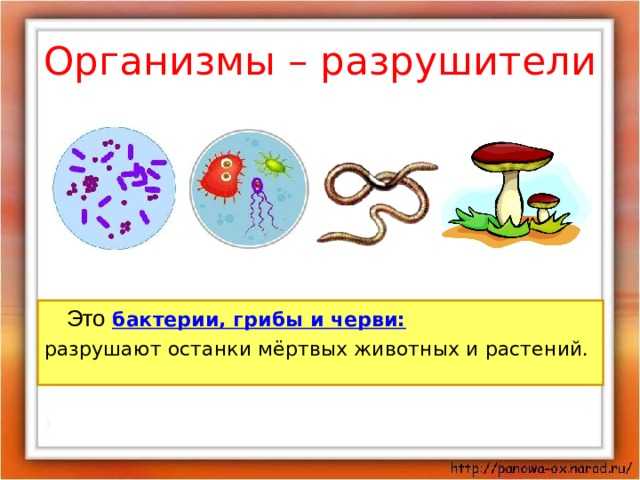 Грибы-разрушители