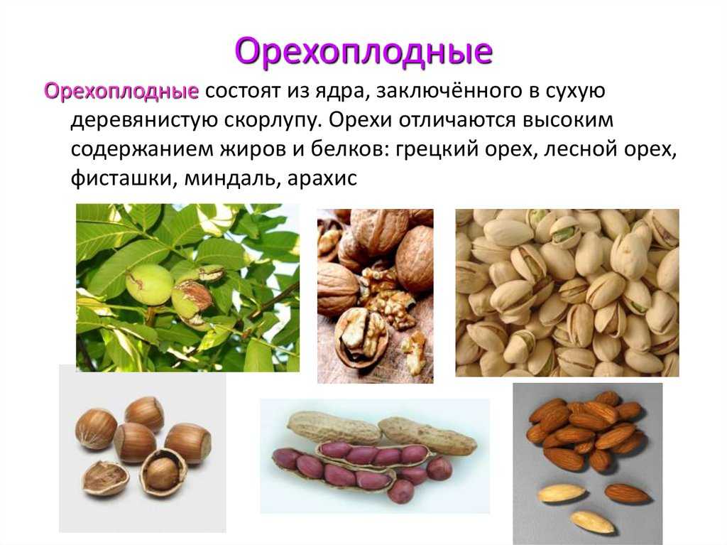 С орехоплодными культурами | о пасеке
