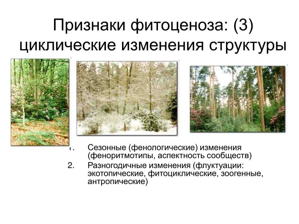 Жизненные формы растений
