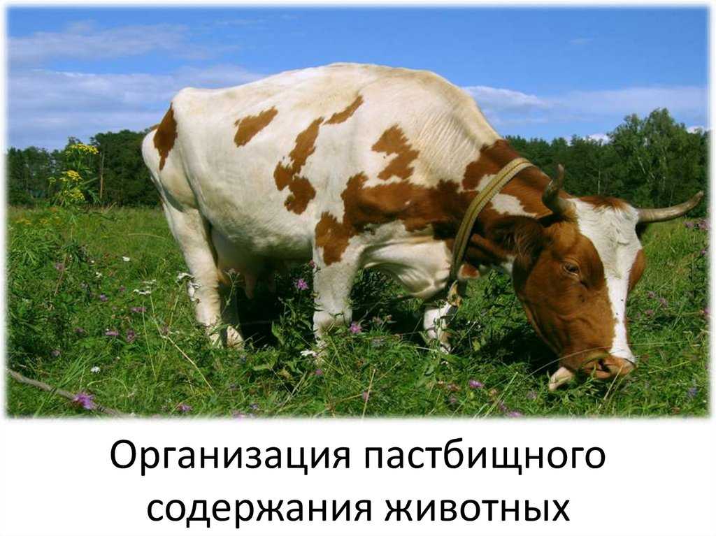 Практикум по коневодству