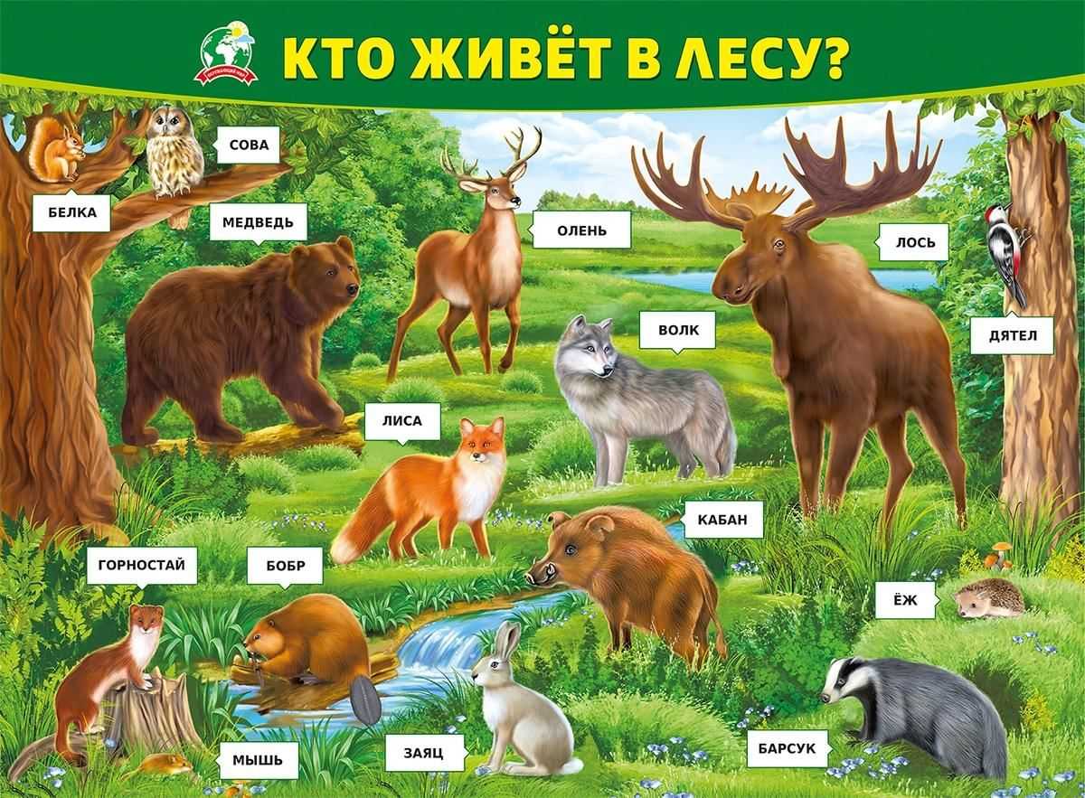 Биология лесных зверей и птиц реферат