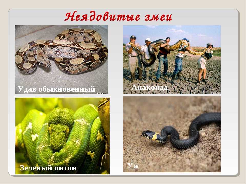 Как отличить ядовитую змею от неядовитой: 11 шагов
