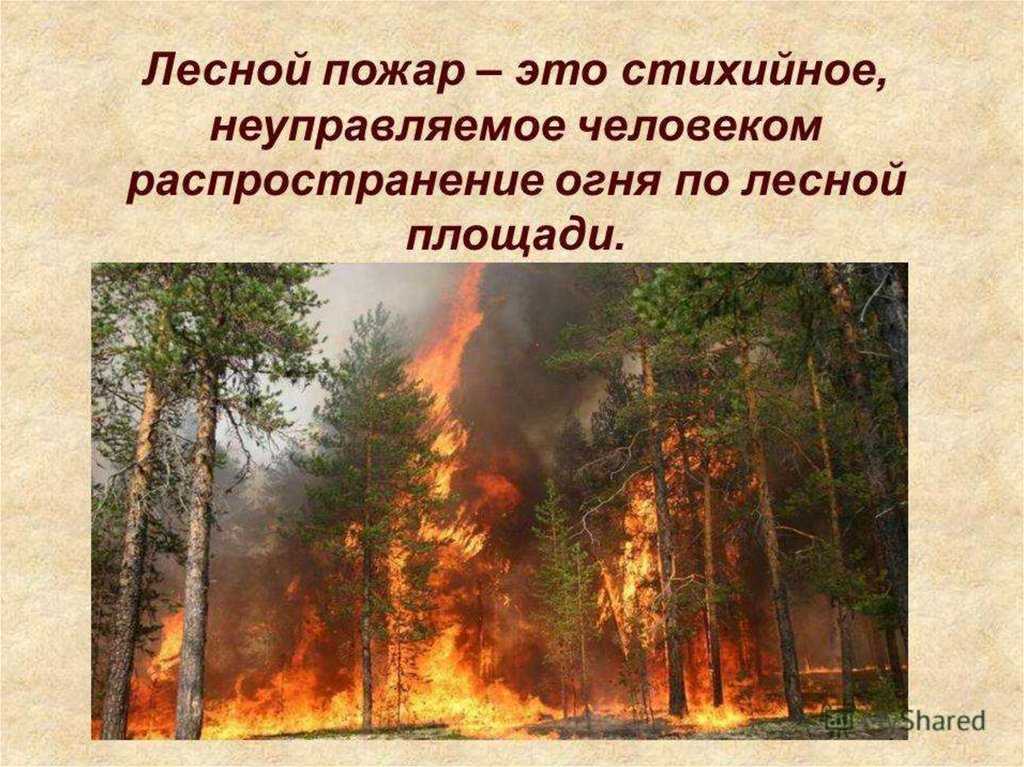 Влияние пожаров на древостой. причины и роль лесных пожаров - реферат