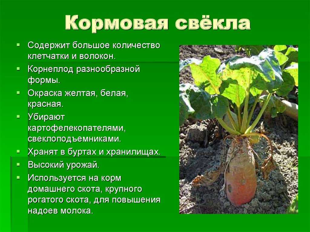 ✅ кормовая свекла: описание, сорта, посадка и уход, сбор и хранение урожая
