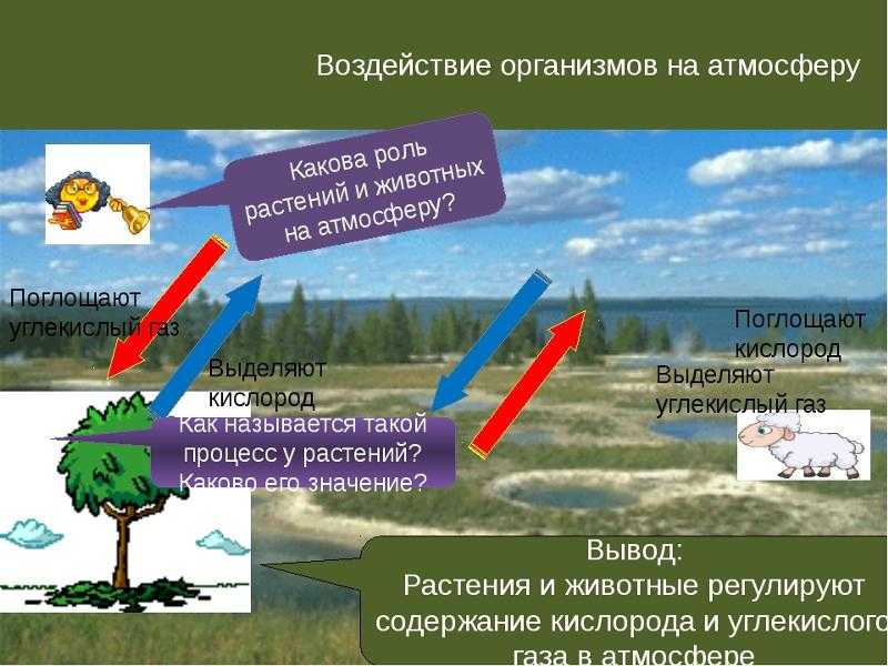 Презентация на тему "воздух в жизни животных" 7 класс