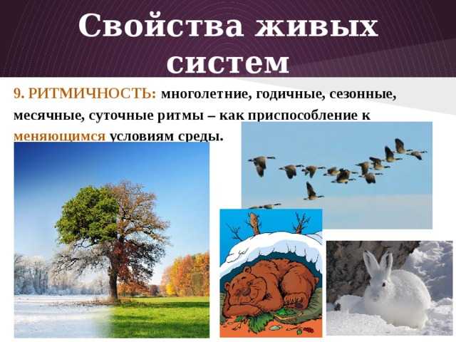 Биологические ритмы. в 1729 году французский ученый де меран впервые заметил, что растения ночью опускают и сжимают листья, а днем поднимают и расправляют. - презентация
