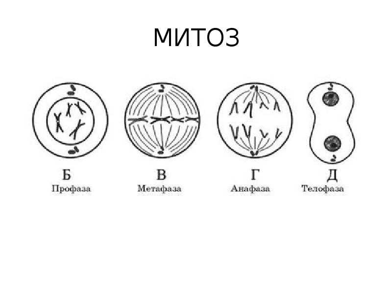 § 17. простое бинарное деление. митоз. амитоз: митоз и его биологическое значение