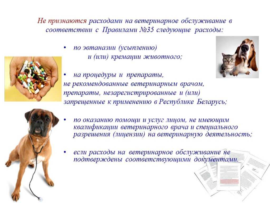 Современное домашнее животноводство в россии | cельхозпортал