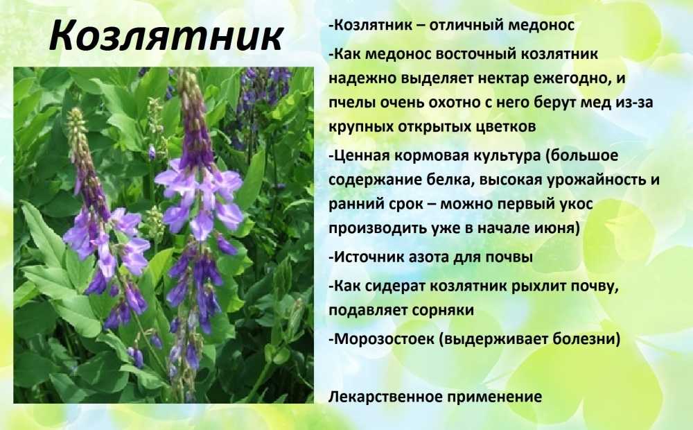 Галега, или козлятник — сидерат, медонос и лекарственное растение. особенности выращивания. фото — ботаничка