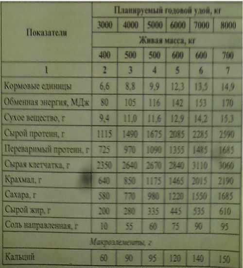 Сухостойный период у коров: что это такое? кормление и уход