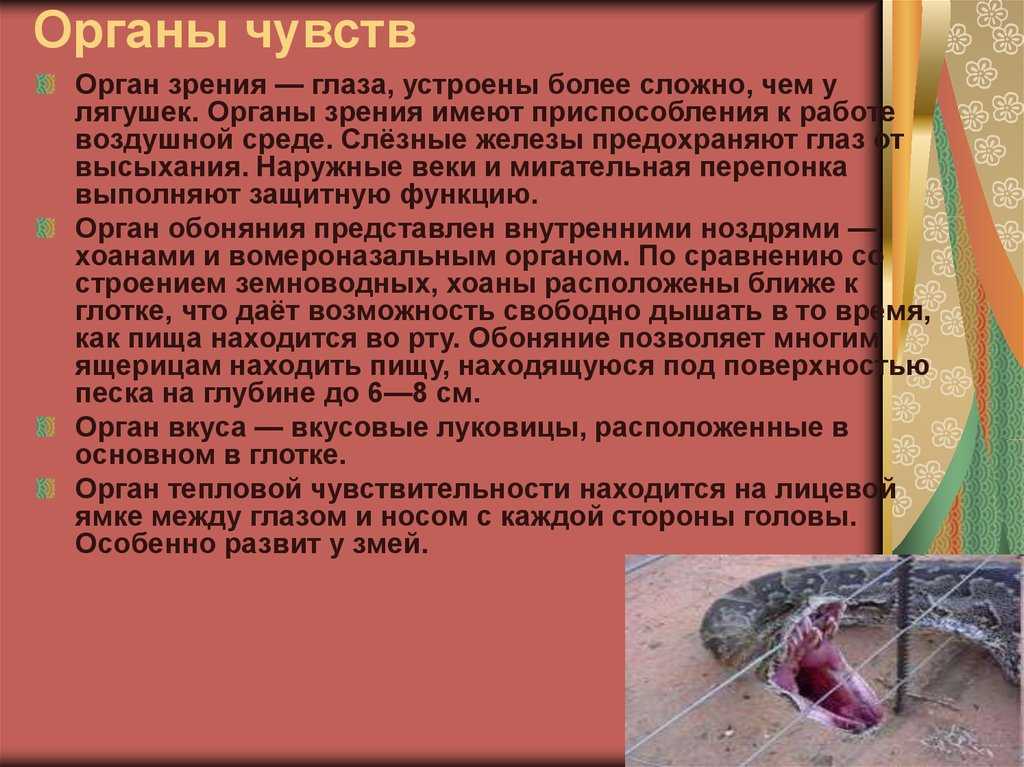 Анатомия свиней: строение туловища, скелета и расположение внутренних органов
