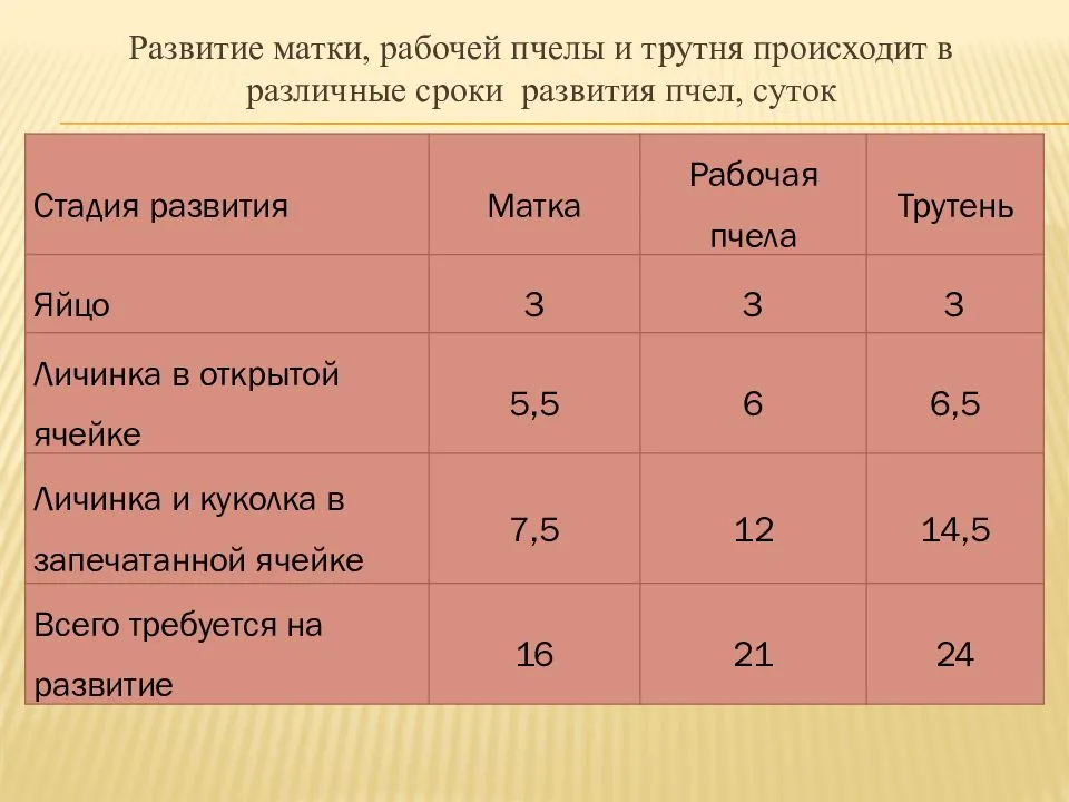 Личинка пчелы: стадии развития до взрослой особи, особенности питания и интересные факты