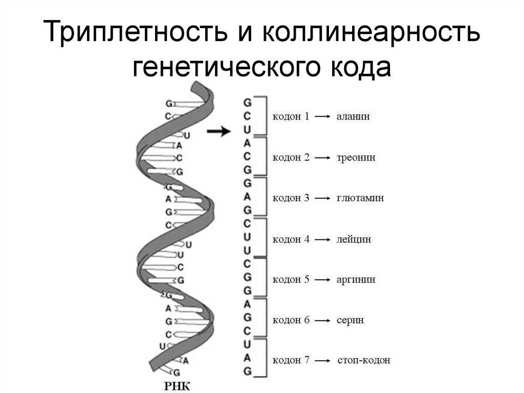 Происхождение видов, интрогрессивная гибридизация и филогения гольцов рода salvelinus: молекулярно-генетические данные - нир | истина – интеллектуальная система тематического исследования наукометрических данных