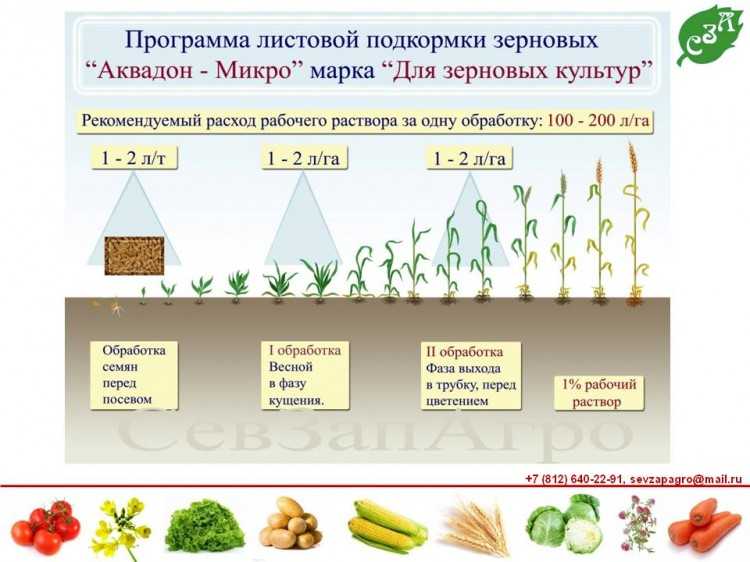 Овес как сидерат: характеристики, ценность, когда сеять