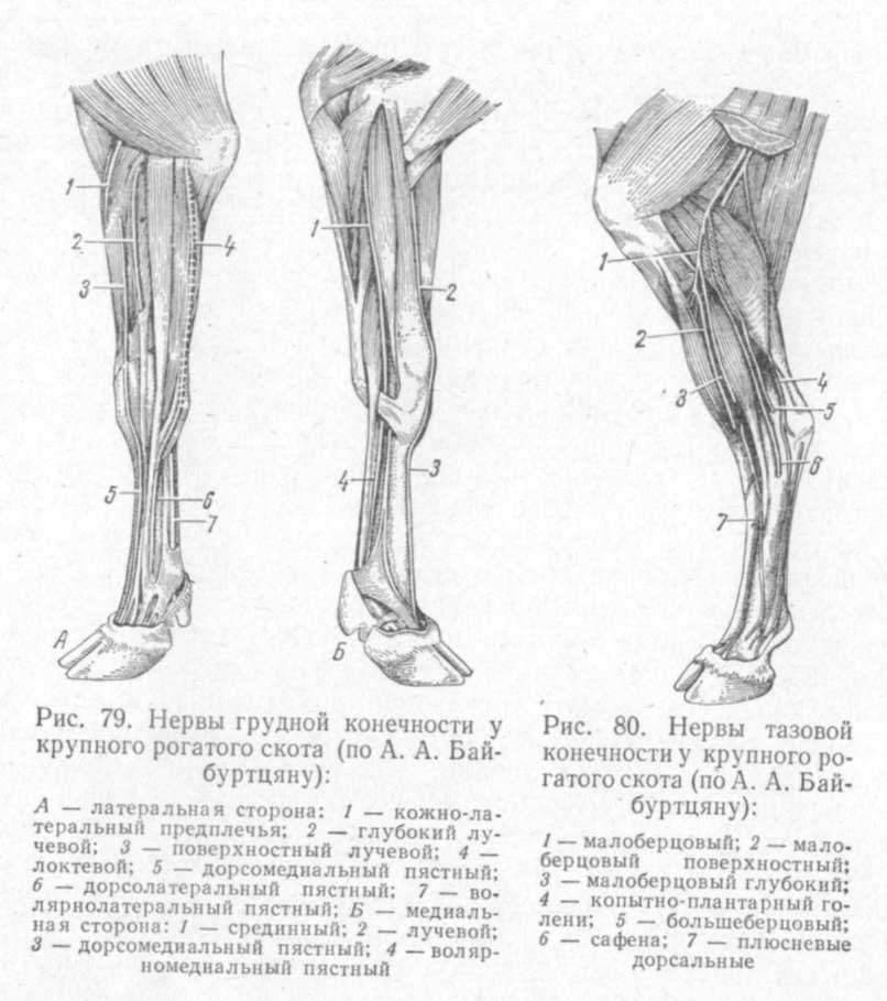 Анатомия крупного рогатого скота. контрольная работа. сельское хозяйство. 2014-01-31