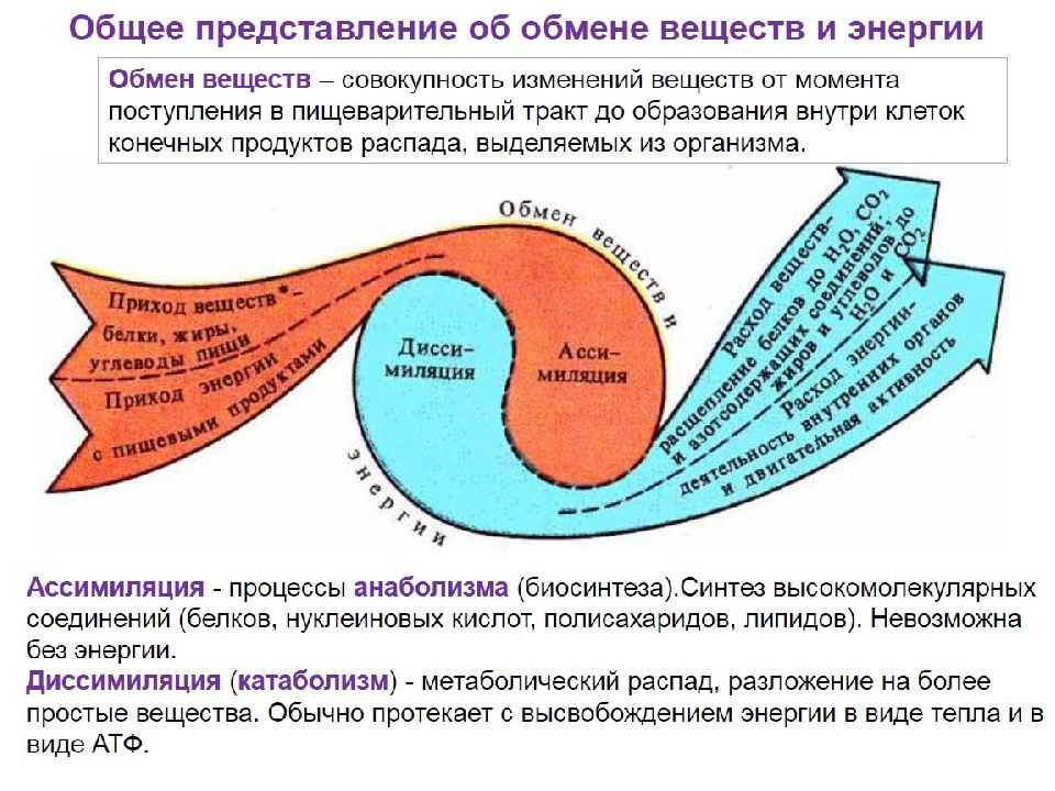 Метаболизм клетки. энергетический обмен и фотосинтез. реакции матричного синтеза. | егэ по биологии
