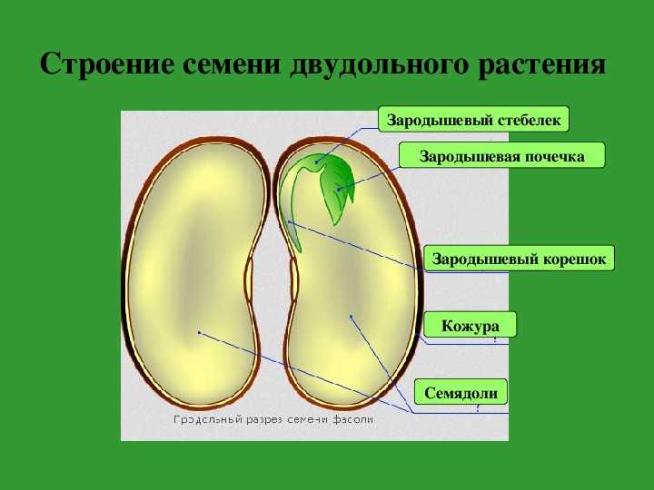 Клетки корешков лука содержат 16 хромосом сколько хромосом содержат клетки эндосперма семени лука - впр 2023