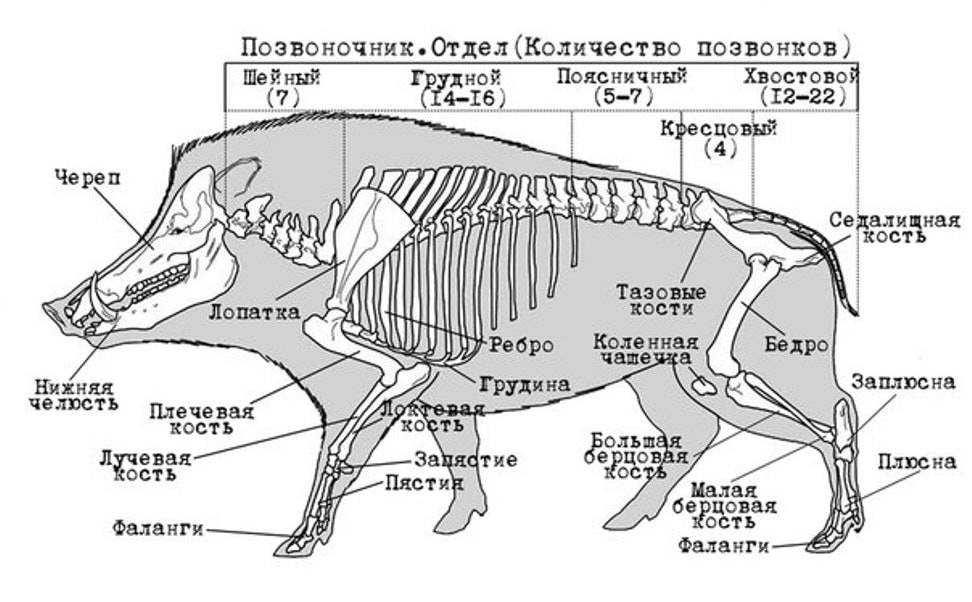 Кабан обыкновенный бородавочник шлем из клыка кабана череп, кабан, животные, голова, бивень png | pngwing