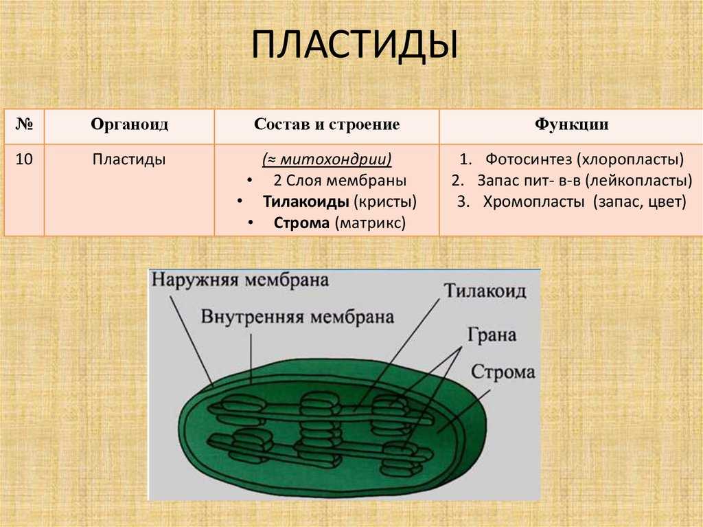 Хлоропласты: строение и функции в процессе фотосинтеза — природа мира