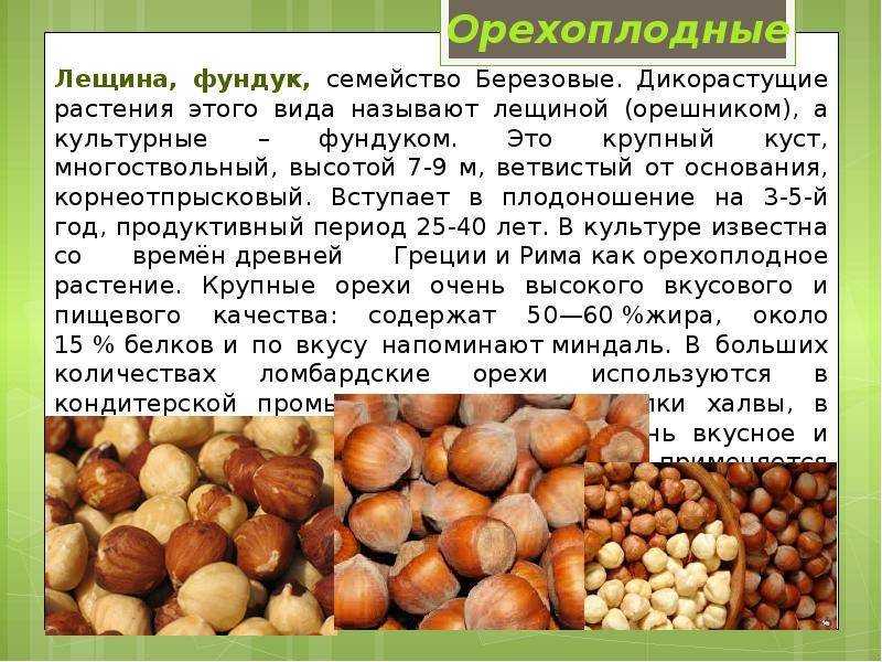 Дикорастущие орехоплодные растения
, том 2 @ национальный атлас россии
