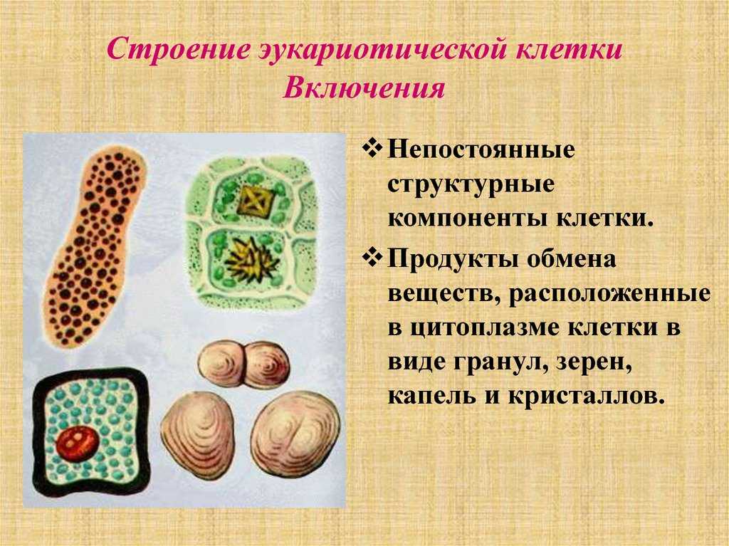 Растительные клетки