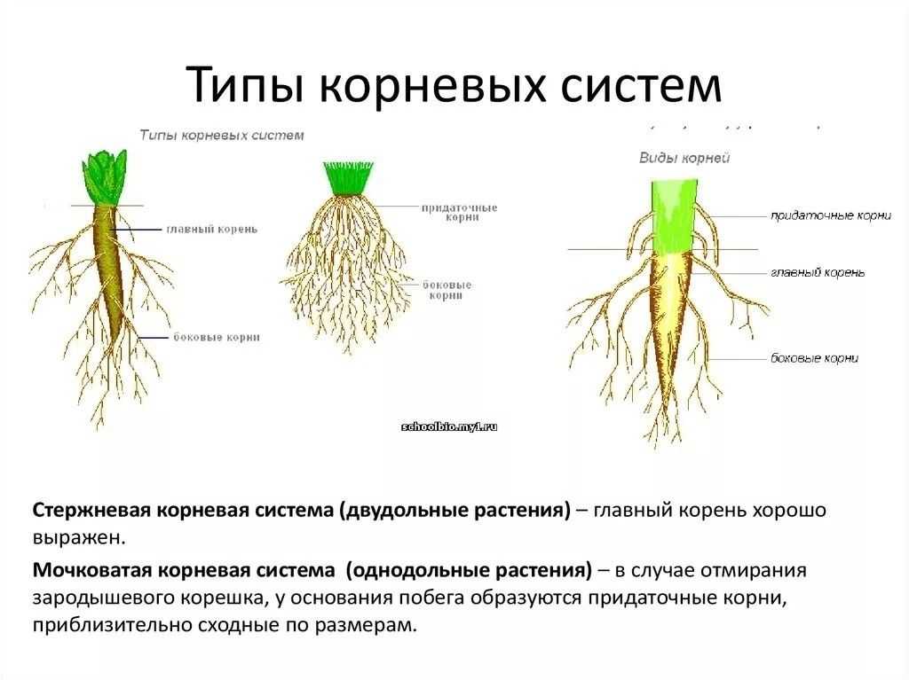 Пшеница: её производство, посев, обработка, сорта, урожайность, фазы роста и кущения, семена озимой пшеницы, подкормка и другие характеристики