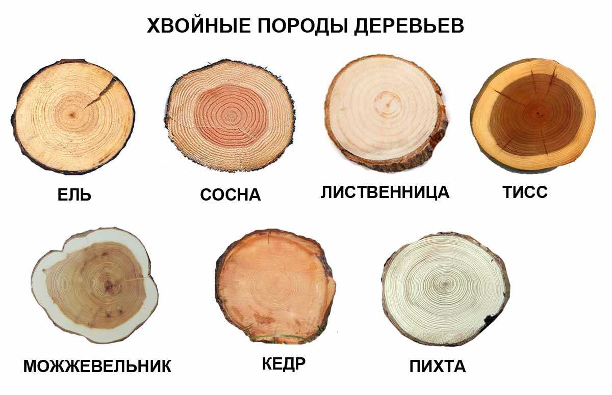 Сосна твердая или мягкая порода