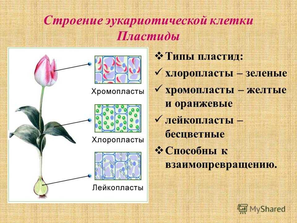Пластиды: строение и функции