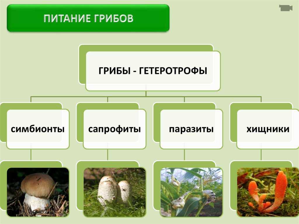 Тип питания