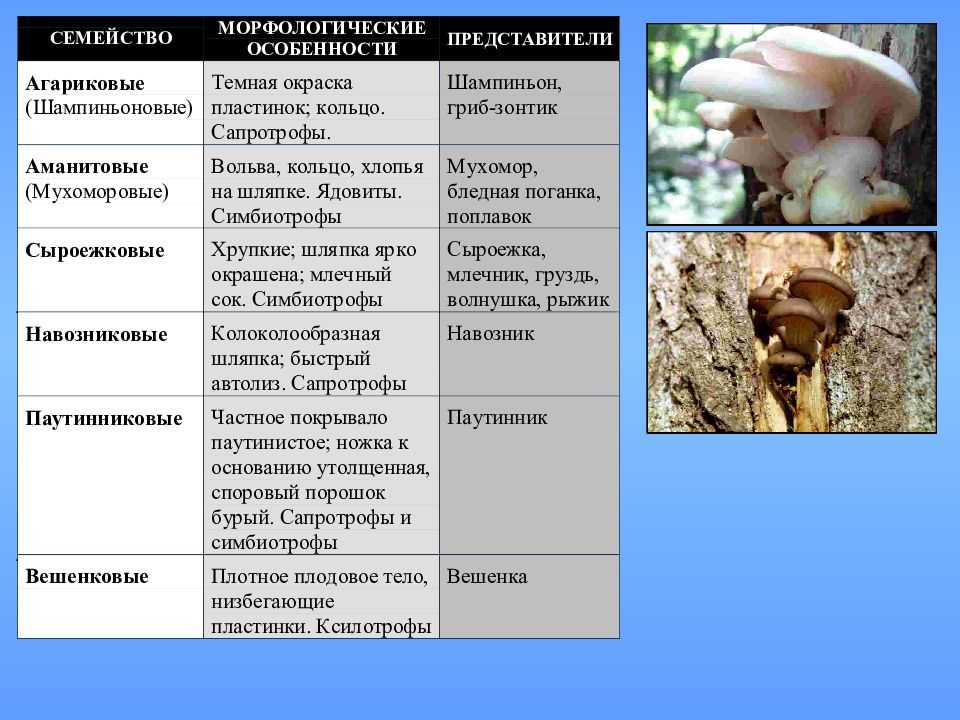 Отдел: basidiomycota (базидиомицеты) - грибная систематика