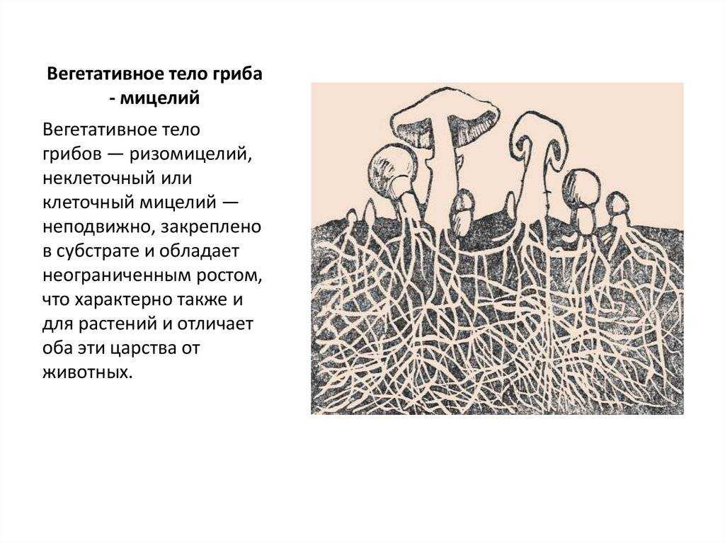 Naturetooday.ru >> общая характеристика грибов: строение вегетативного тела и его
видоизменения. размножение грибов. :: лесная фитопатология :: экология сегодня