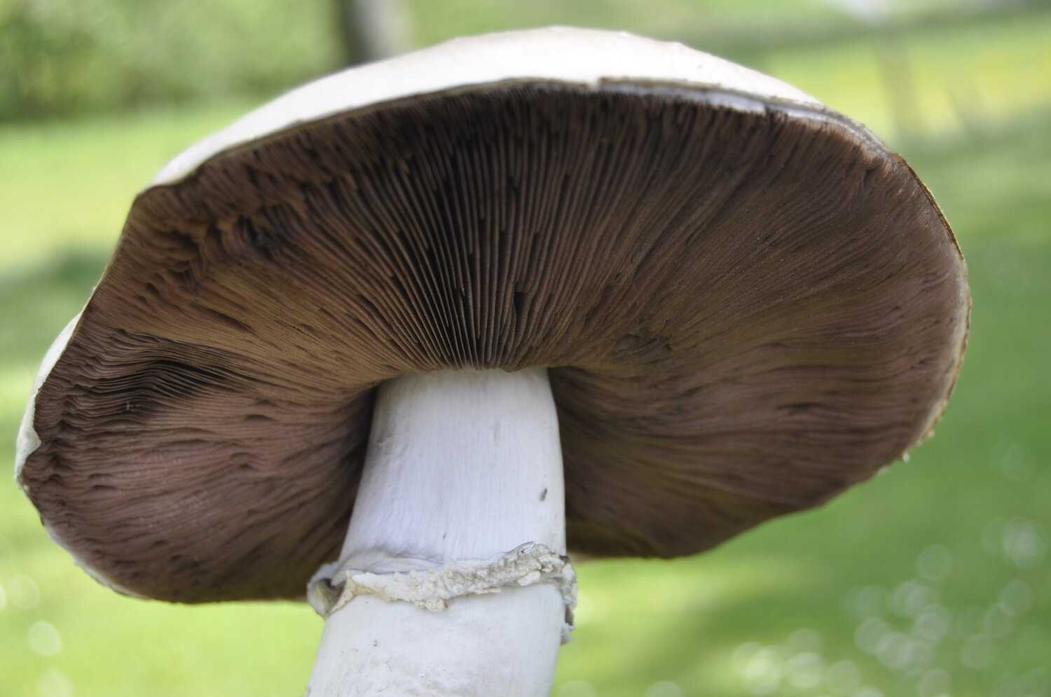Agaricomycetes