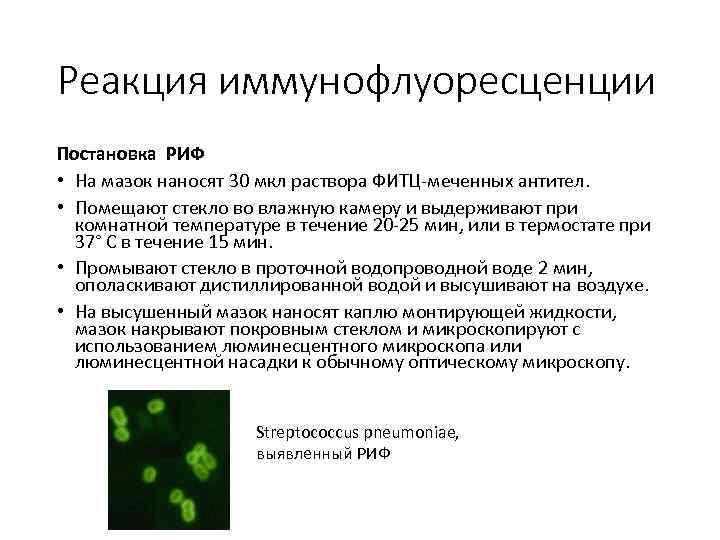 Метод флуоресцирующих антител