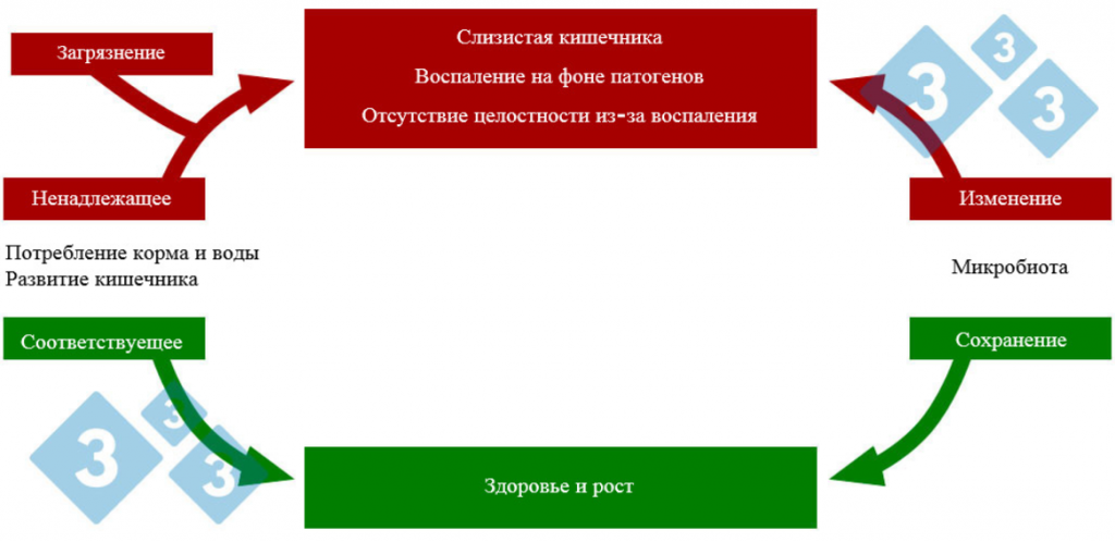Парвовирусная инфекция свиней - симптомы, последствия, профилактика