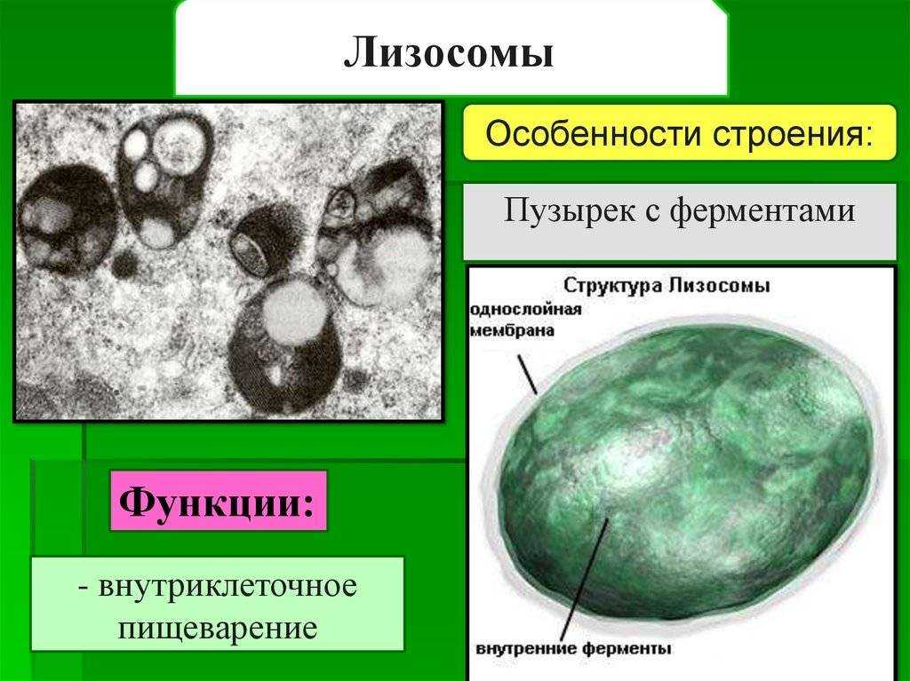Лизосомы | школа anti-age expert