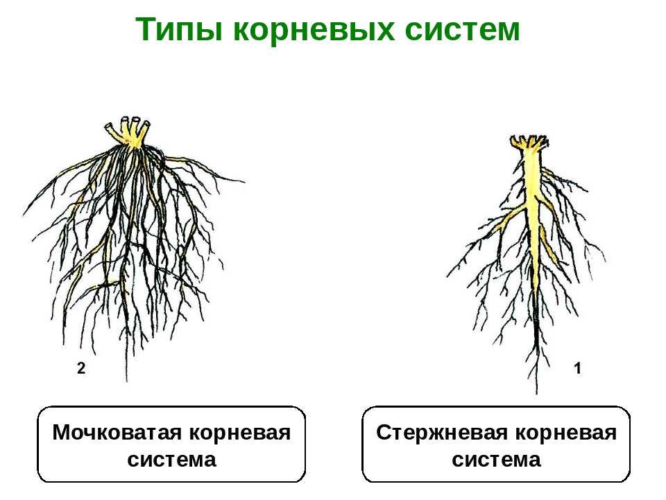 Строение корневой системы растения: типы корневых систем, вода для растений.. корневая система в жизни растений