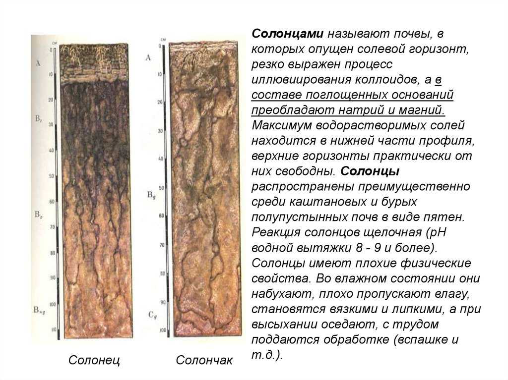 Причины образования солонцов и солончаков почвы, методы борьбы с ними