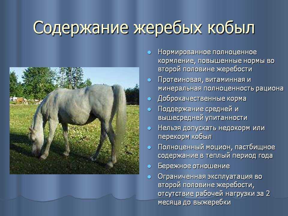 Технология кормления и содержания жеребят