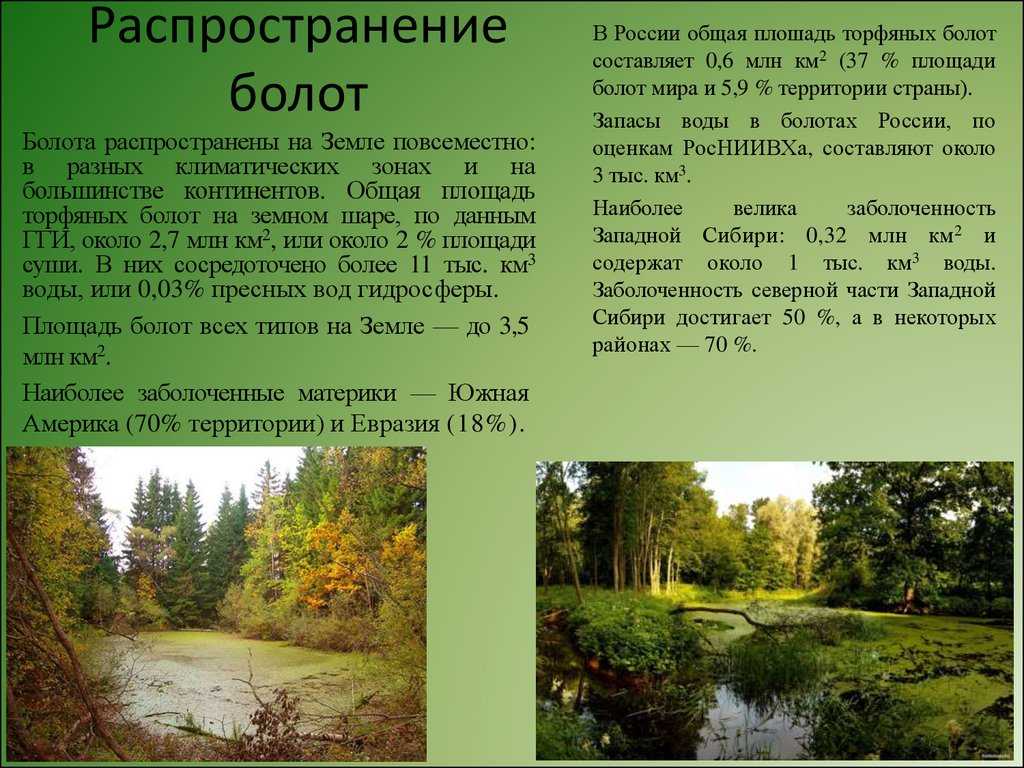 Болота
