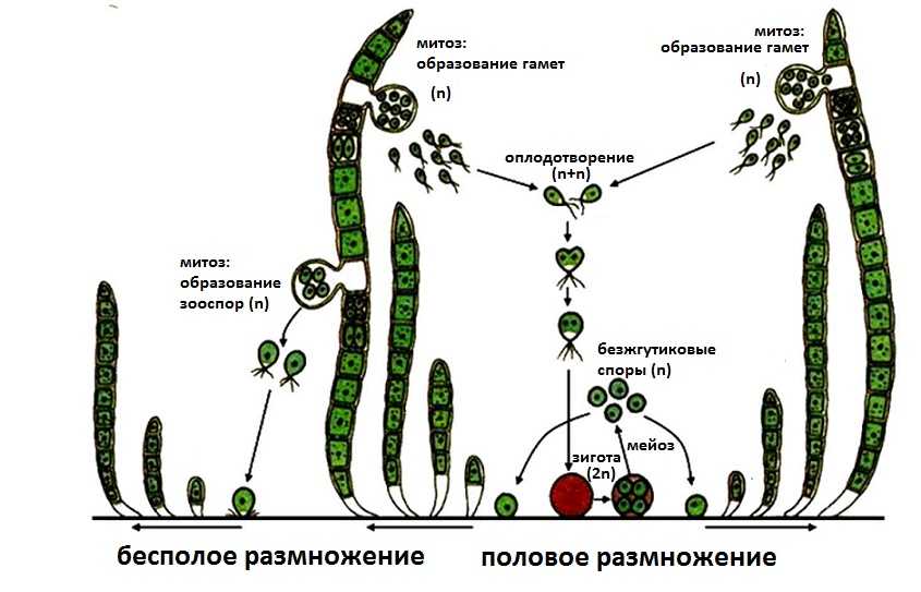 Характеристики зооспор, жизненный цикл, питание, размножение / биология | thpanorama - сделайте себя лучше уже сегодня!