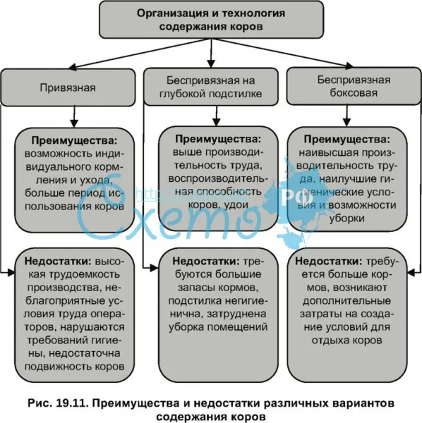 Системы и способы содержания крупного рогатого скота (фото)
