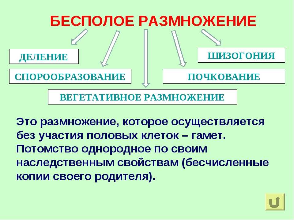 Способы  полового размножения: что относят, формы и примеры