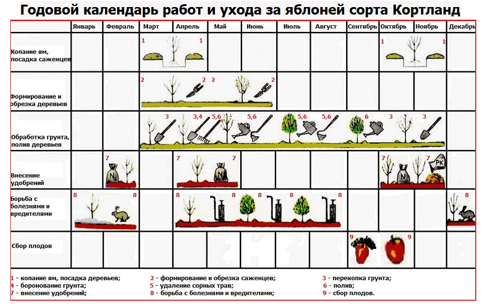 Строение почки дерева (растений) и классификация