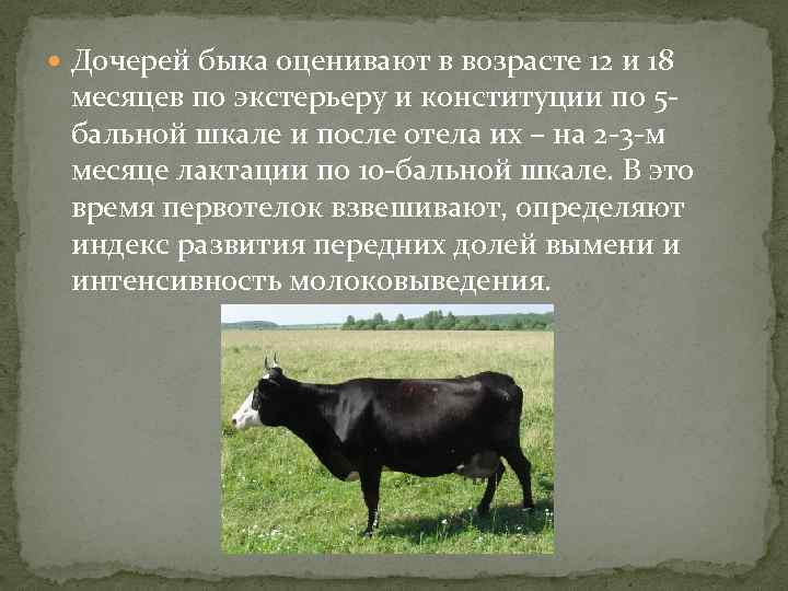 Реферат оценка быков производителей по качеству потомства
