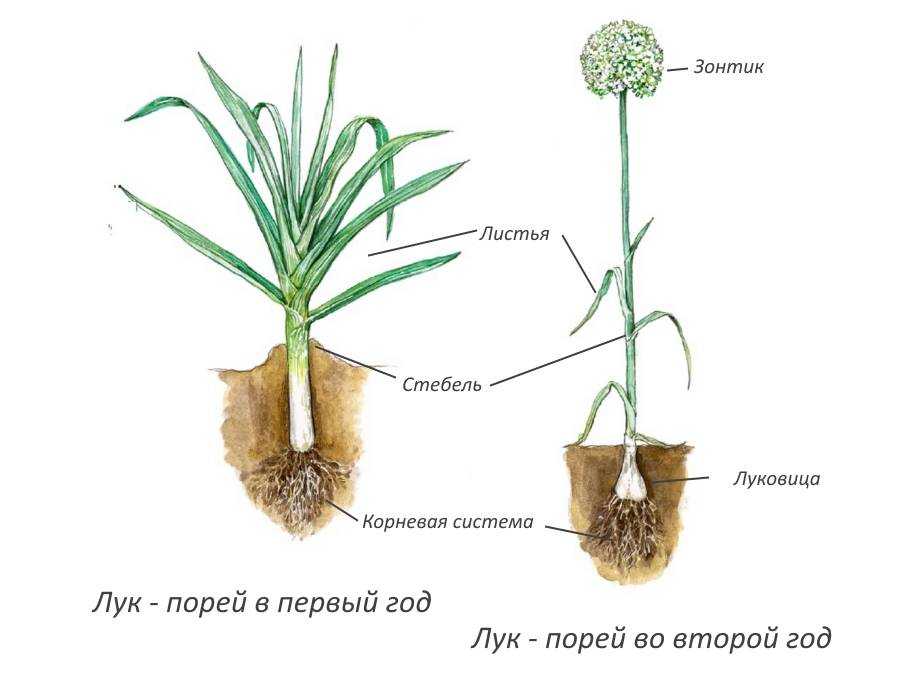 Биологические особенности репчатого лука — floraprice.ru