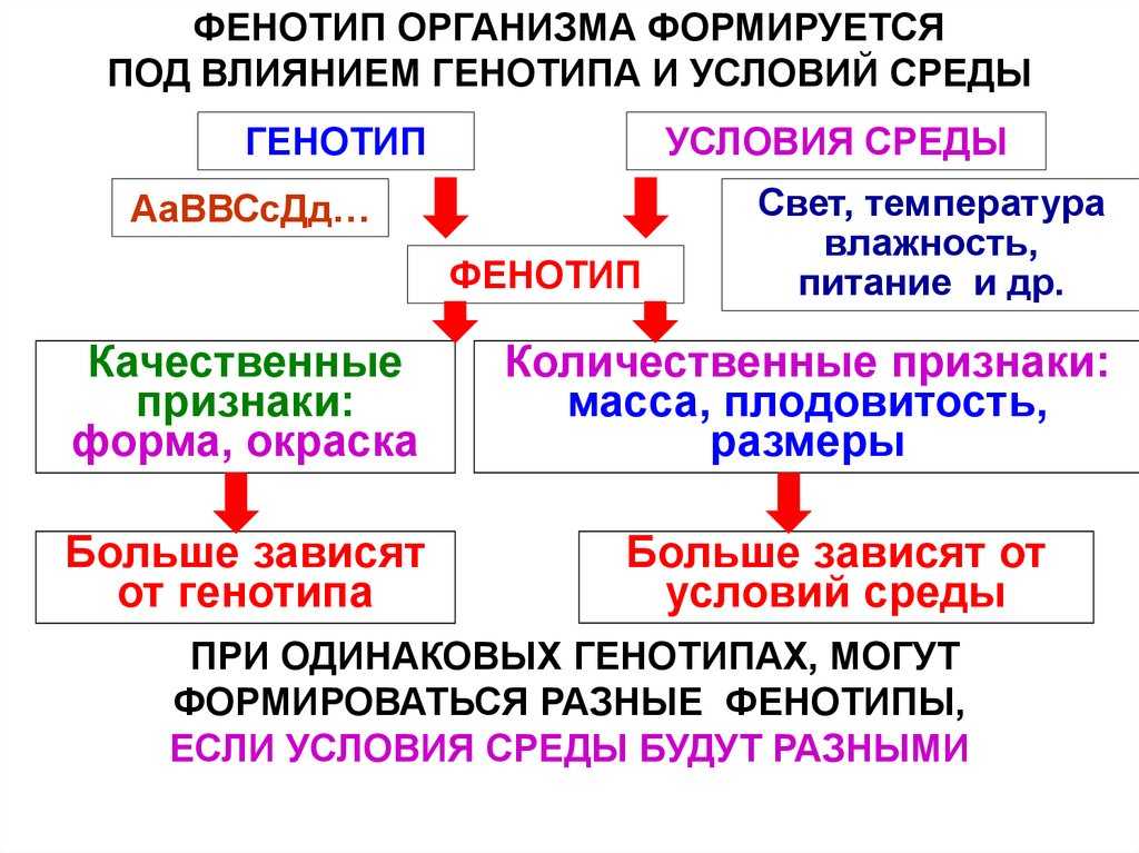 «влияние генотипических и паратипических факторов на мясность овец разных генотипов»  карабаева марьям эркиновна