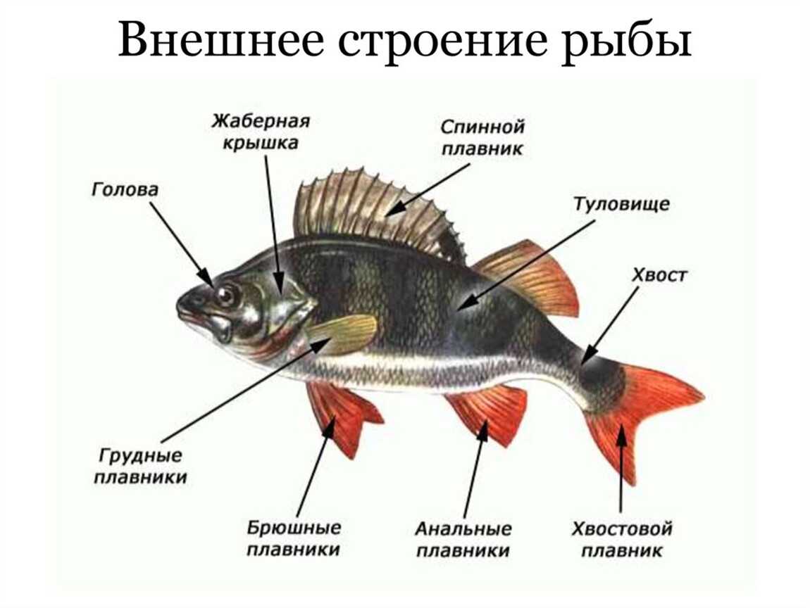 Рыбы - виды, строение, память, внутренние органы, размножение