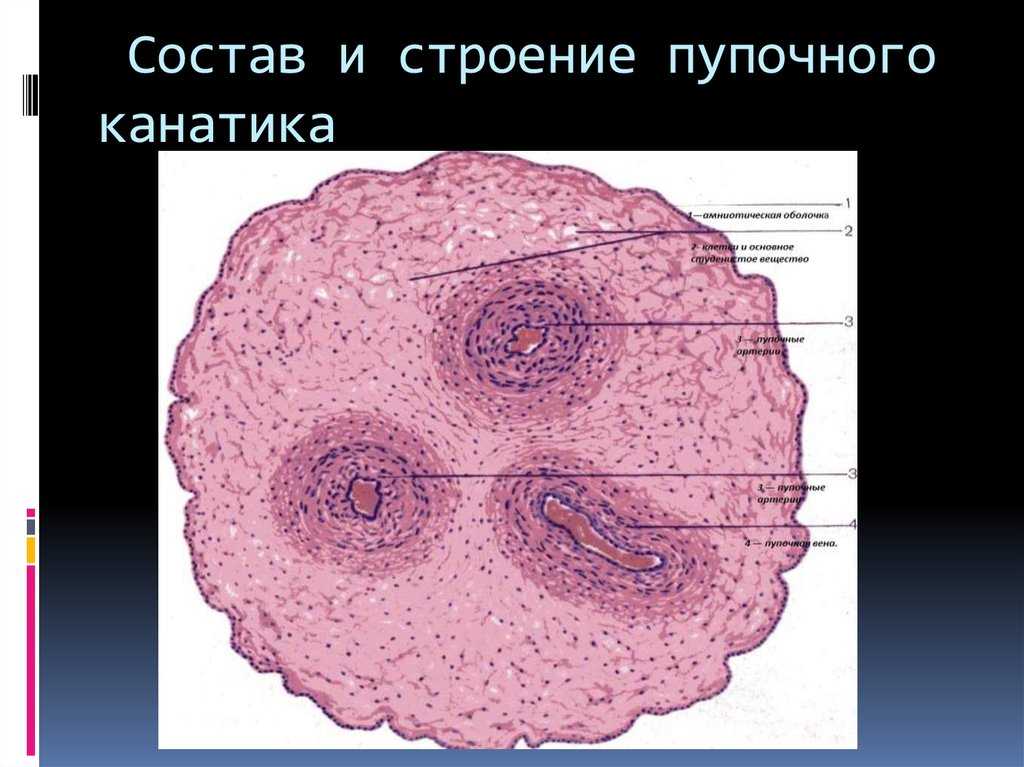 Аллантоис и хорион. строение и развитие хориона